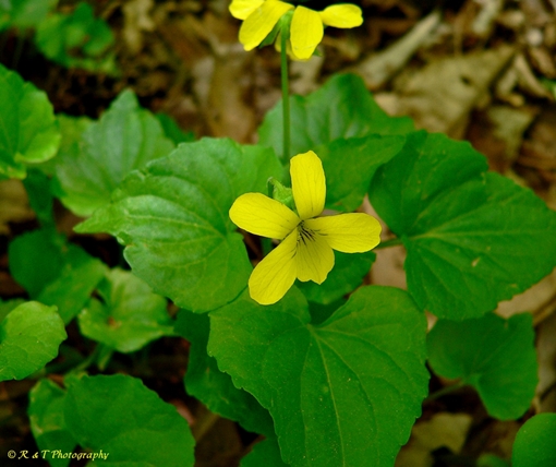 {Viola pubescens}